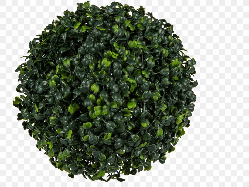 Shrub Buxus Sempervirens Plants Price Product, PNG, 945x709px, Shrub, Box, Buxus Sempervirens, Decorative Arts, Flowerpot Download Free