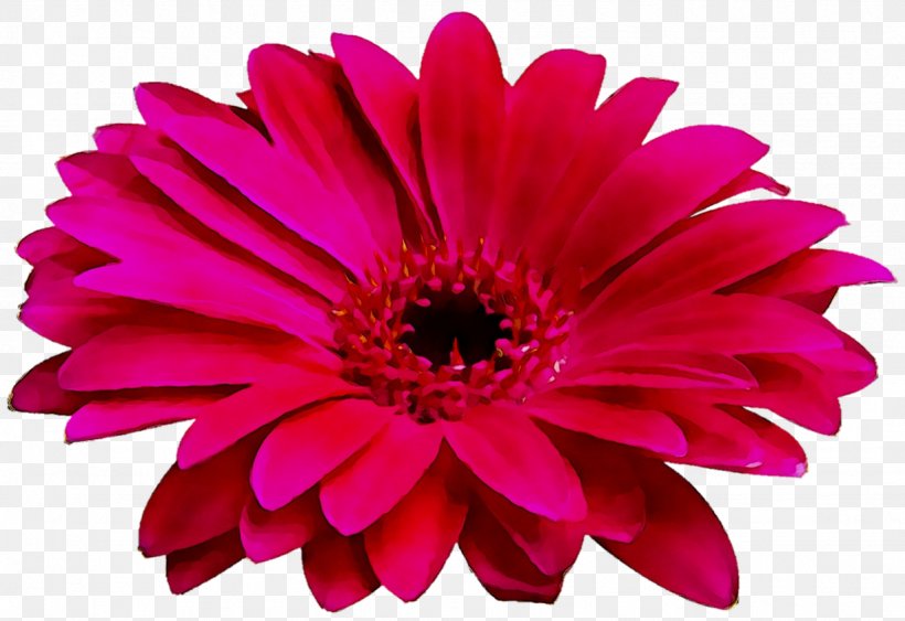 Transvaal Daisy Chrysanthemum Cut Flowers Magenta Annual Plant, PNG, 1228x844px, Transvaal Daisy, African Daisy, Annual Plant, Artificial Flower, Aster Download Free