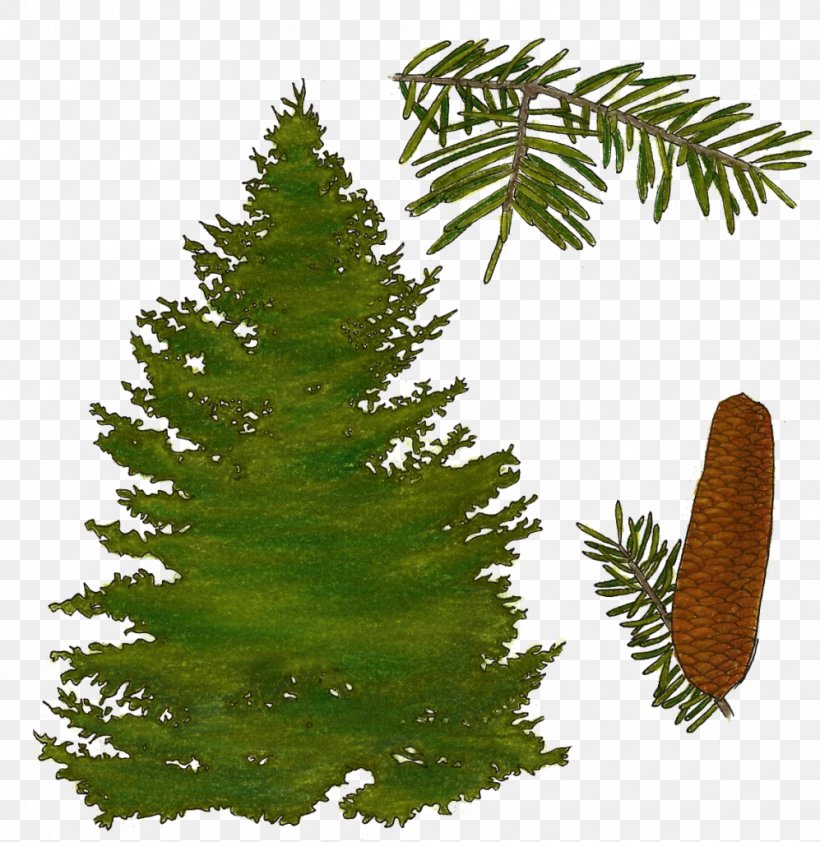 Balsam Fir Pine Black Spruce Quaking Aspen Larch, PNG, 997x1024px, Balsam Fir, Alder, Biome, Black Spruce, Branch Download Free