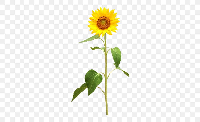 Common Sunflower Photography Royalty-free Illustration, PNG, 500x500px, Common Sunflower, Can Stock Photo, Cut Flowers, Daisy Family, Drawing Download Free