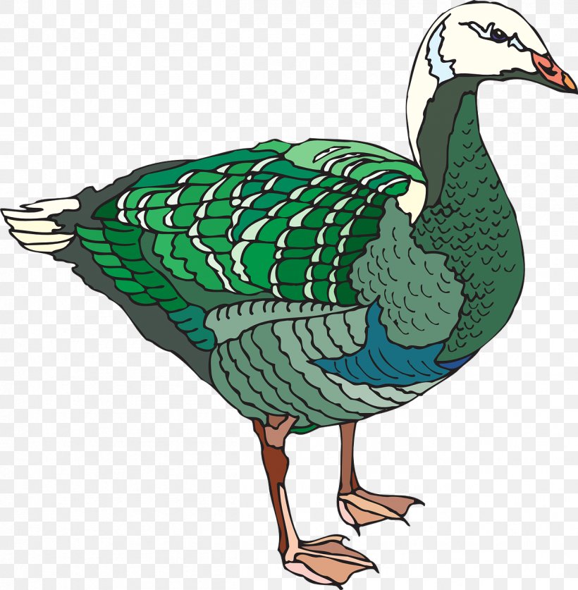 Duck Goose Bird Illustration, PNG, 1253x1280px, Duck, Beak, Bird, Canada Goose, Chicken Download Free