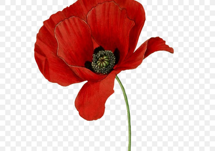 Opium Poppy Flower Clip Art, PNG, 660x577px, Poppy, Anemone, Annual Plant, Botanical Illustration, Botany Download Free