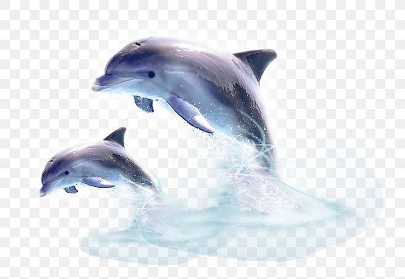 Common Bottlenose Dolphin Tucuxi Short-beaked Common Dolphin River Dolphin, PNG, 784x564px, Common Bottlenose Dolphin, Animal, Baiji, Bottlenose Dolphin, Cetacea Download Free