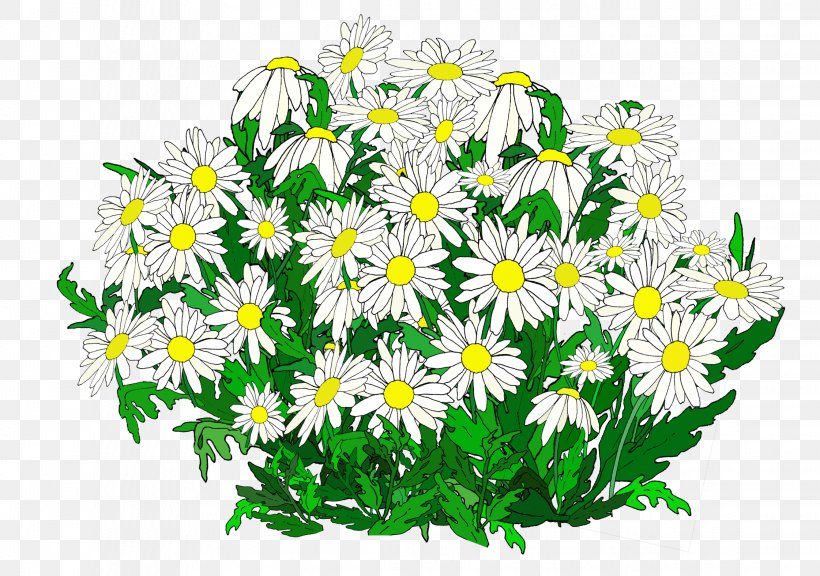 Common Daisy Oxeye Daisy Marguerite Daisy Chrysanthemum Roman Chamomile, PNG, 2242x1575px, Common Daisy, Argyranthemum, Aster, Chamaemelum Nobile, Chamomiles Download Free