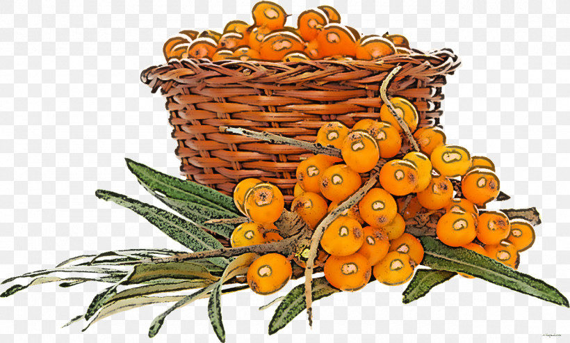 Hippophae Plant Tangerine Fruit Flower, PNG, 1280x770px, Hippophae, Citrus, Flower, Fruit, Kumquat Download Free