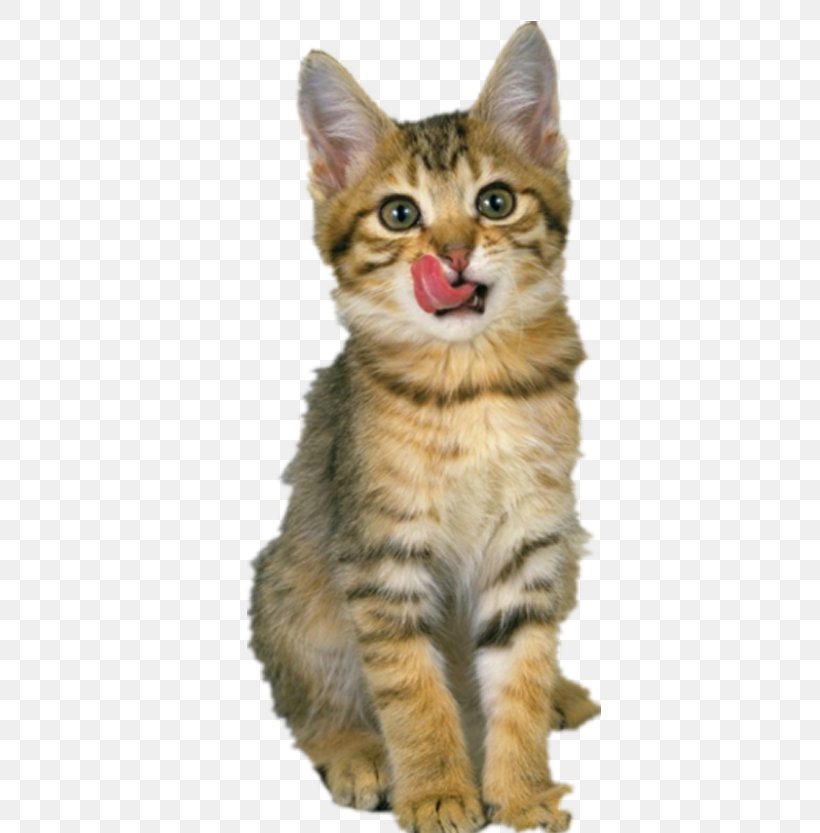 Ragdoll American Shorthair Cat Food Pet, PNG, 625x833px, Ragdoll, Aegean Cat, American Shorthair, American Wirehair, Asian Download Free