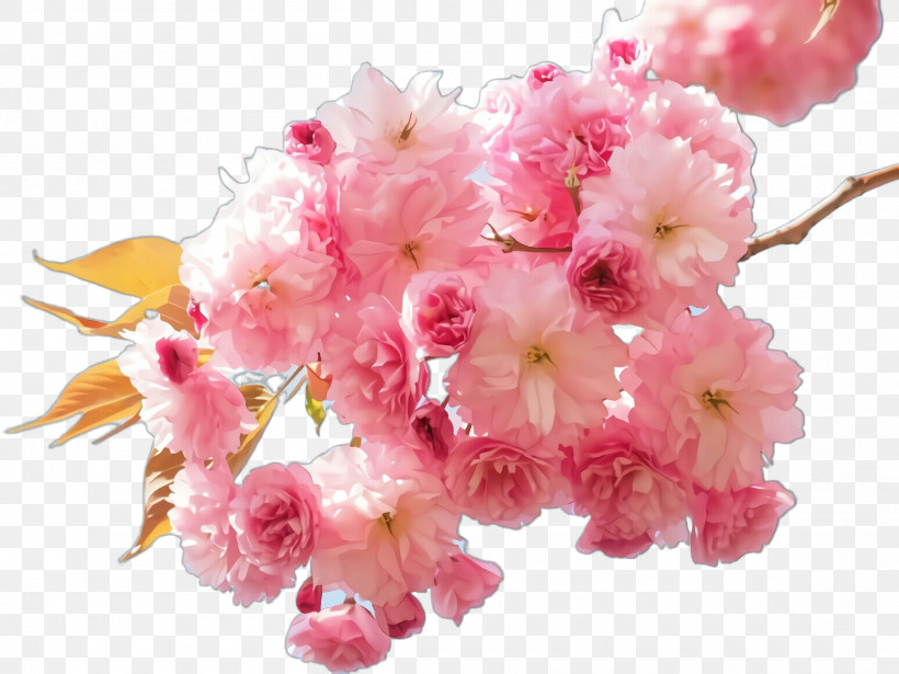 Cherry Blossom, PNG, 2307x1732px, Flower, Blossom, Bouquet, Branch, Cherry Blossom Download Free