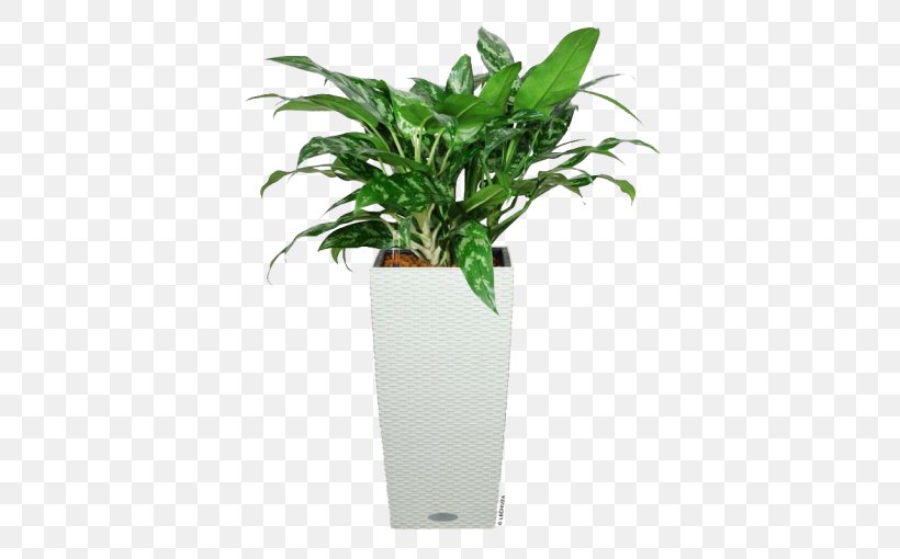 Chinese Evergreen Leaf Ornamental Plant Flowerpot Houseplant, PNG, 510x510px, Chinese Evergreen, Air, Beauty, Cannabinoid Receptor Type 1, Dog Download Free
