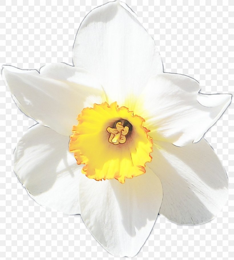 Flowers Background, PNG, 1498x1662px, Narcissus, Amaryllis Family, Cattleya, Cut Flowers, Flower Download Free