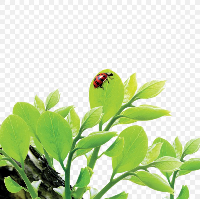 Leaf Ladybird, PNG, 1181x1181px, Leaf, Branch, Computer, Flower, Grass Download Free