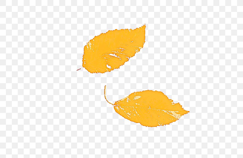 Orange, PNG, 800x532px, Orange, Leaf, Logo, Plant, Yellow Download Free