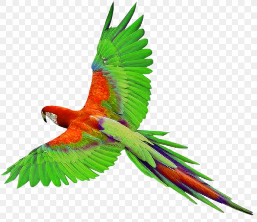 Parrots Of New Guinea Bird Clip Art, PNG, 997x864px, Parrot, Beak, Bird, Common Pet Parakeet, Document Download Free