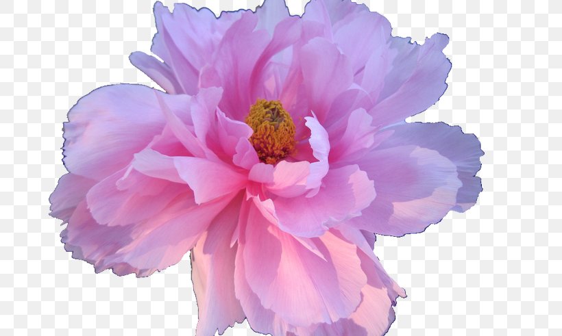 Pink Flowers Rose Pink Flowers Floral Design, PNG, 800x491px, Pink, Aesthetics, Color, Cut Flowers, Floral Design Download Free