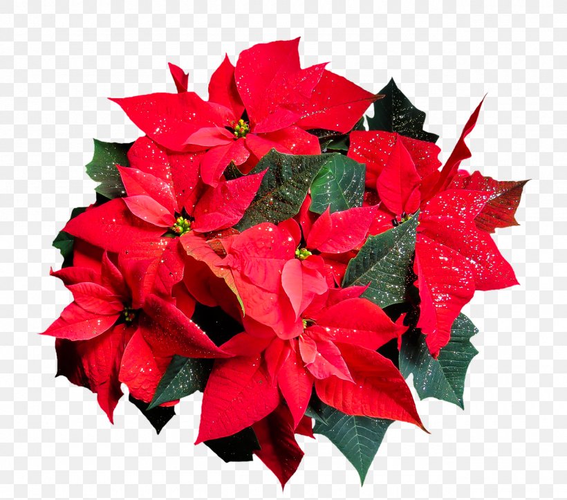 Poinsettia Flower Plant Clip Art, PNG, 1280x1129px, Poinsettia, Annual Plant, Blossom, Christmas, Cut Flowers Download Free