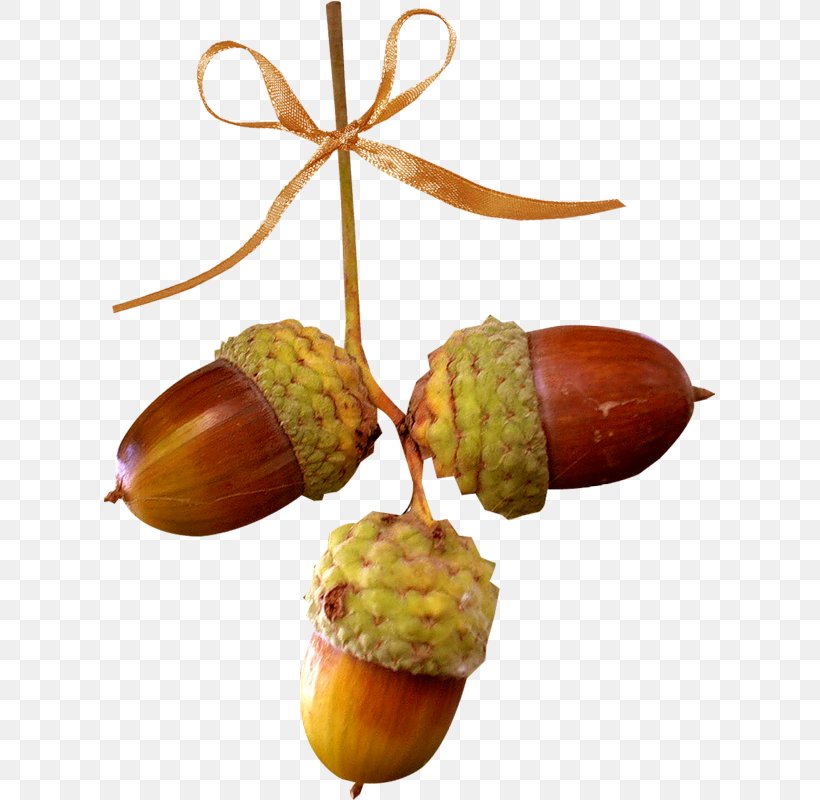 Acorn Oak Chestnut Autumn, PNG, 613x800px, Acorn, Auglis, Autumn, Chestnut, Food Download Free