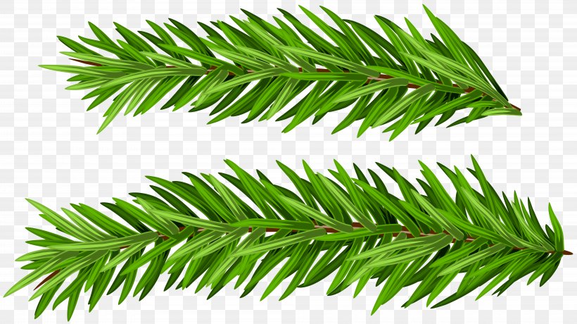 Clip Art Openclipart Image Vector Graphics, PNG, 8000x4489px, Branch, American Larch, Art Museum, Balsam Fir, Canadian Fir Download Free