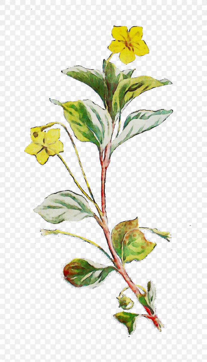 Flowering Plant Plant Stem Leaf Herb, PNG, 1063x1855px, Flower, Botany, Branching, Common Evening Primrose, Evening Primrose Download Free