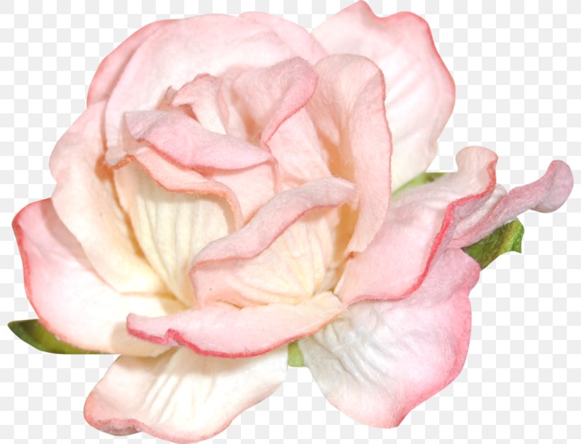 Garden Roses Blog Floral Design Clip Art, PNG, 800x627px, Garden Roses, Art, Art Blog, Blog, Cabbage Rose Download Free