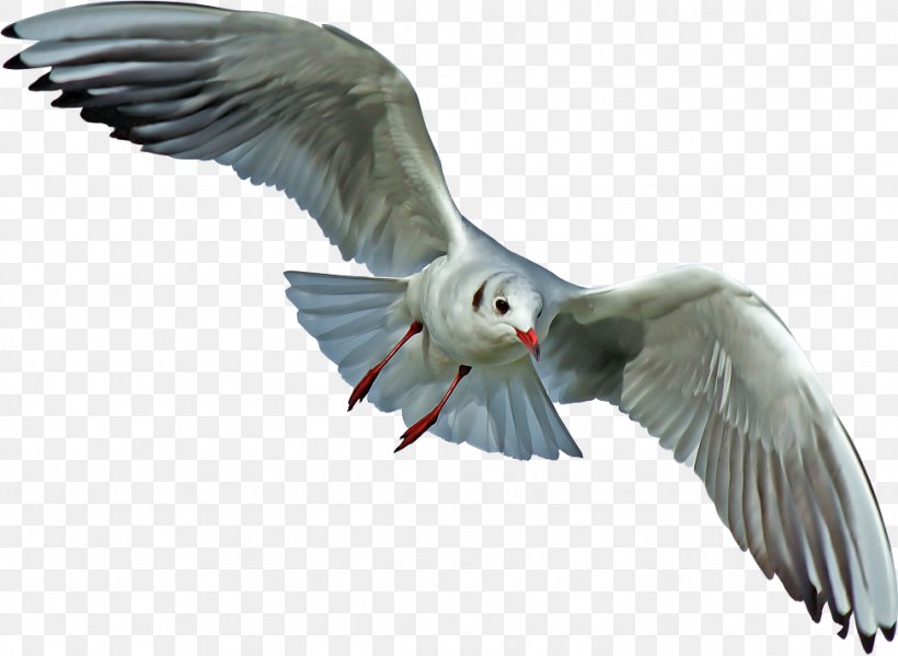 Gulls Seabird Pelican, PNG, 974x712px, Gulls, Beak, Bird, Bird Flight, Charadriiformes Download Free