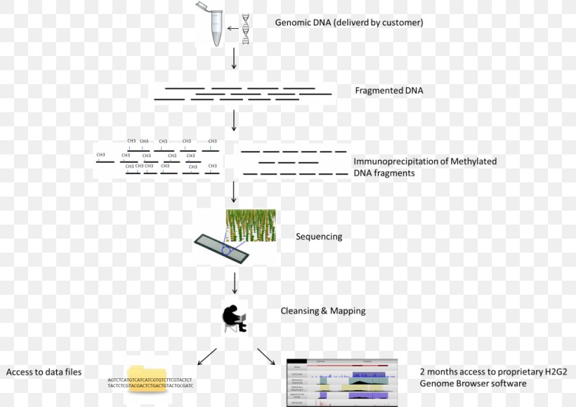 Methylated DNA Immunoprecipitation Bisulfite Sequencing DNA Sequencing DNA Methylation, PNG, 1024x725px, Methylated Dna Immunoprecipitation, Bisulfite, Bisulfite Sequencing, Diagram, Dna Download Free