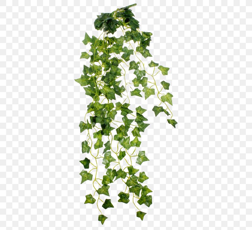 Plant Shrub Vine, PNG, 337x750px, Plant, Branch, Common Ivy, Flower, Flowering Plant Download Free