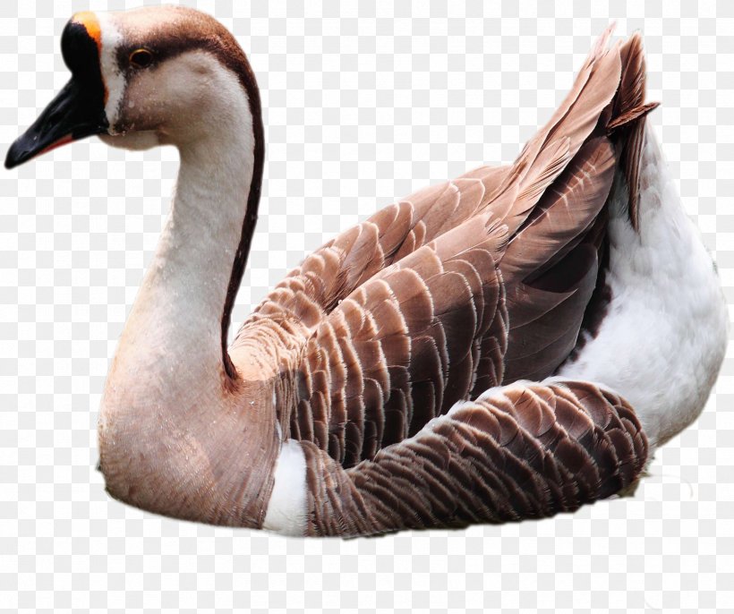 Domestic Goose Duck Cygnini Bird, PNG, 1668x1397px, Goose, Beak, Bird, Crows, Cygnini Download Free