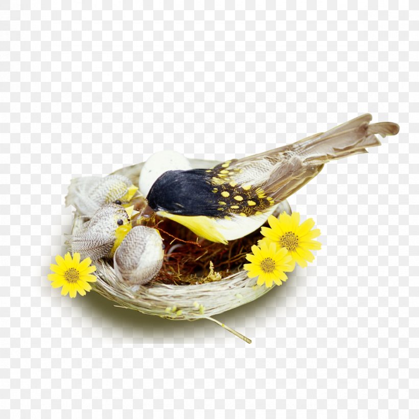 Edible Birds Nest Pillow Icon, PNG, 1181x1181px, Edible Birds Nest, Bird, Bird Nest, Feather, Information Download Free