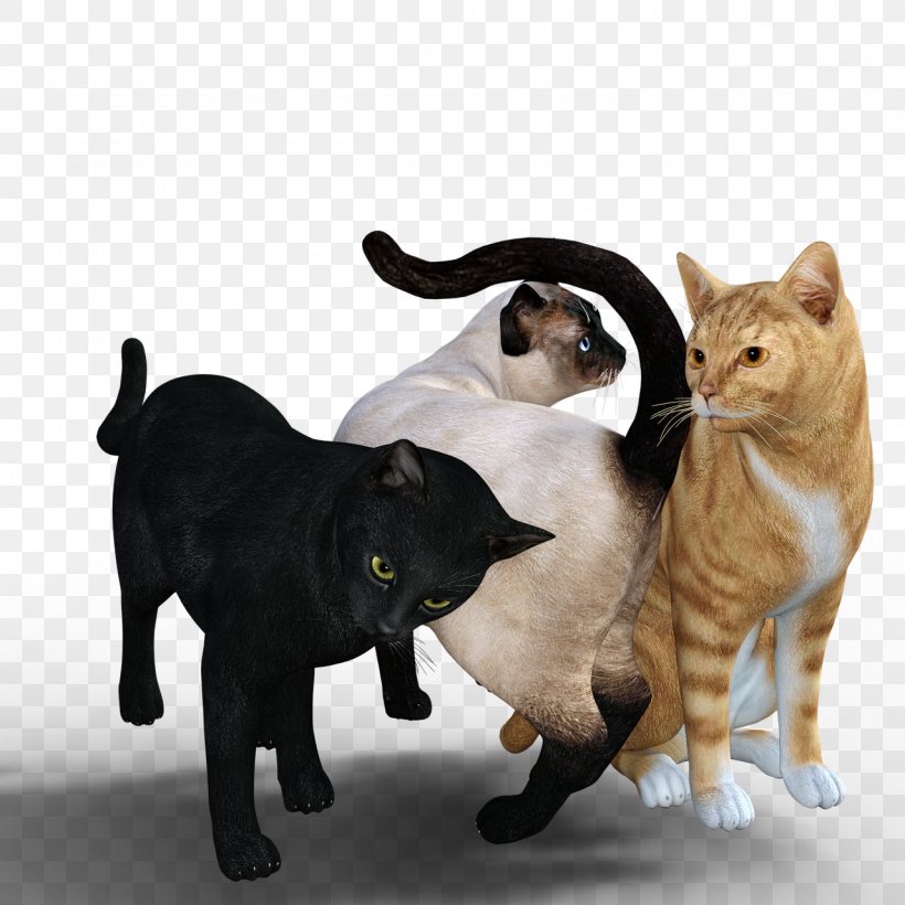 Manx Cat Kitten Whiskers, PNG, 1280x1280px, Manx Cat, Carnivoran, Cat, Cat Like Mammal, Fur Download Free