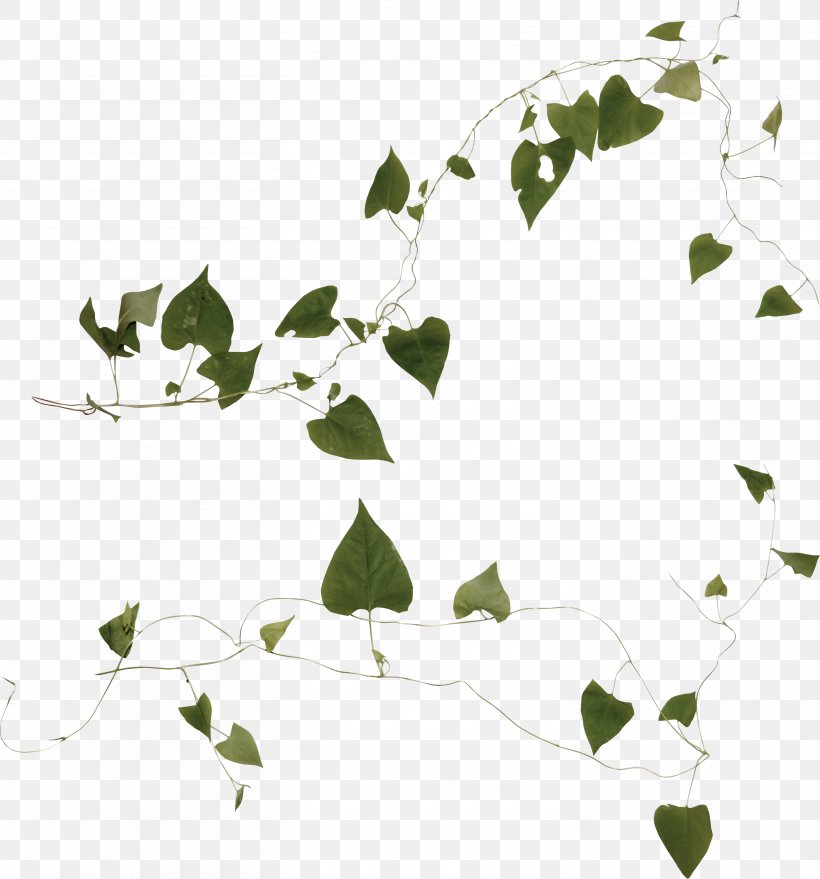 Plant Liana Ivy Clip Art, PNG, 2924x3137px, Plant, Albom, Bindweed, Branch, Digital Image Download Free