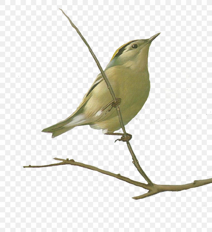 Songbird Watercolor Painting Drawing, PNG, 984x1076px, Bird, American Yellow Warbler, Art, Beak, Botanical Illustration Download Free