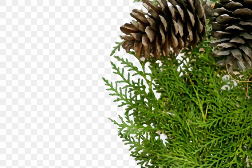 Sugar Pine Yellow Fir Oregon Pine Lodgepole Pine Sitka Spruce, PNG, 2448x1632px, Watercolor, Grass, Jack Pine, Lodgepole Pine, Oregon Pine Download Free