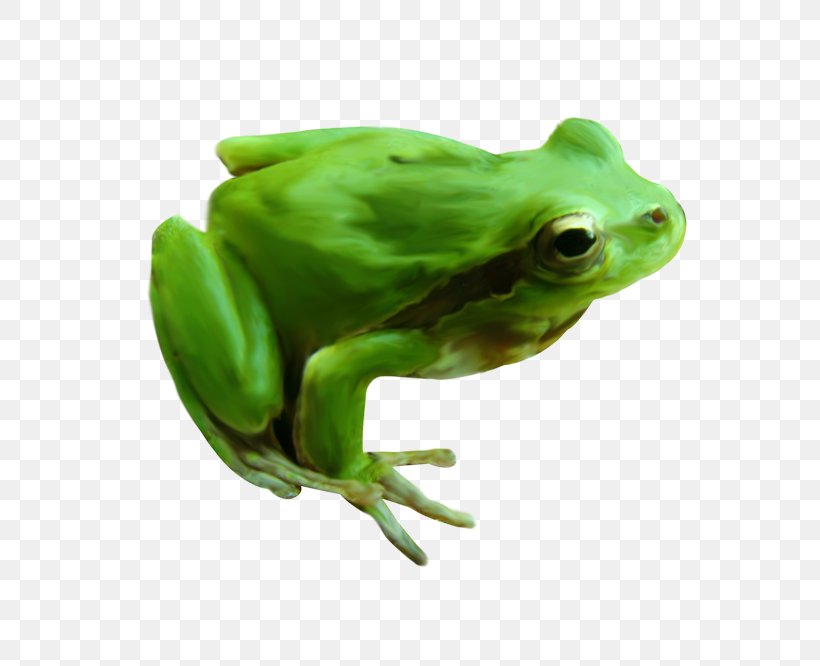 American Bullfrog True Frog Image, PNG, 800x666px, American Bullfrog, Amphibian, Animal, Bullfrog, Frog Download Free