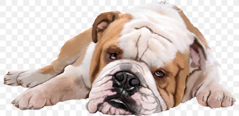 Dog Puppy Pet, PNG, 800x400px, Dog, Australian Bulldog, British Bulldogs, Bulldog, Carnivoran Download Free