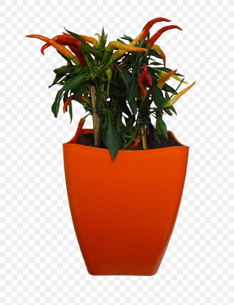 Flowerpot Vase Orange Houseplant, PNG, 800x1067px, Flowerpot, Arecaceae, Bell Peppers And Chili Peppers, Coir, Color Download Free