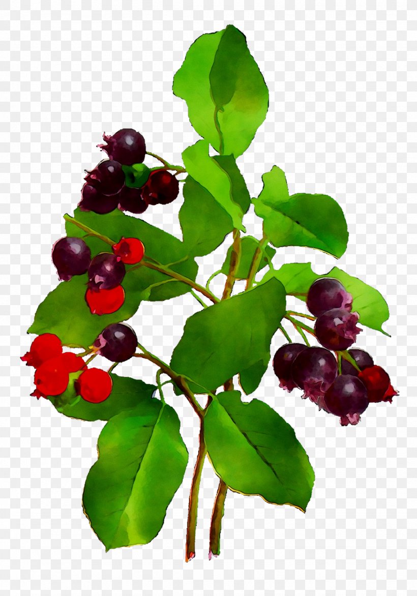 Lingonberry Bilberry Huckleberry Chokeberry Five-flavor Berry, PNG, 1331x1903px, Lingonberry, Acerola, Acerola Family, Arctostaphylos Uvaursi, Barbados Cherry Download Free