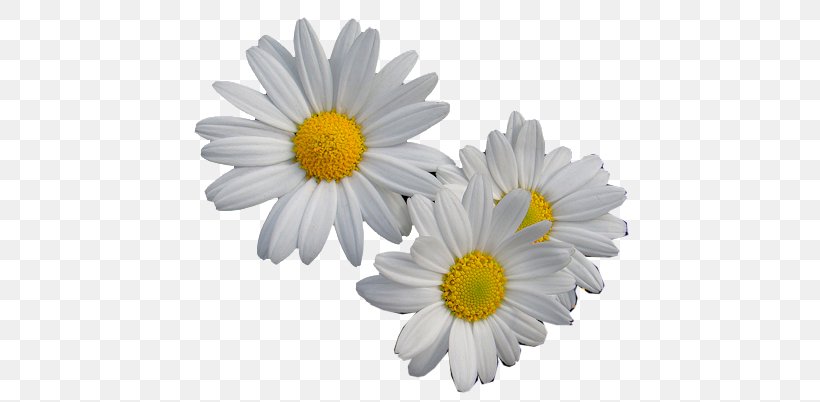 Oxeye Daisy Flower Margarida Transvaal Daisy, PNG, 491x402px, Oxeye Daisy, Aster, Chamaemelum Nobile, Chrysanthemum, Chrysanths Download Free