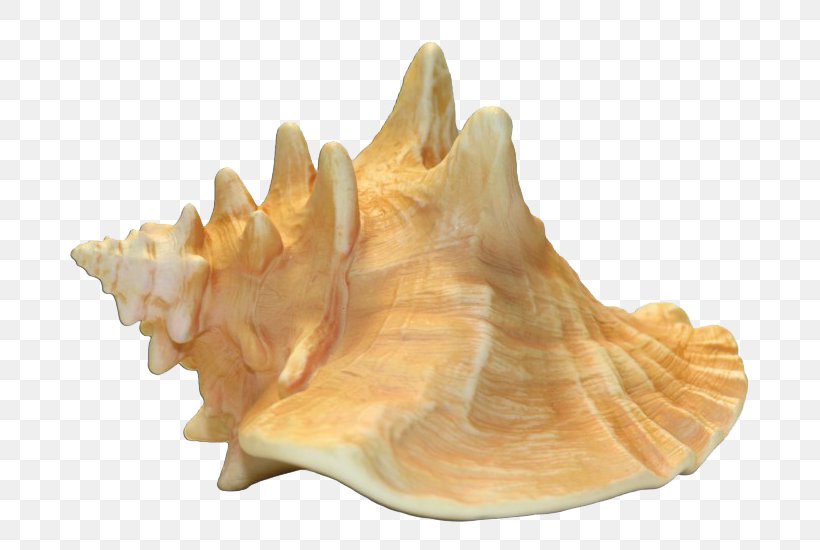 Queen Conch Seashell Shankha, PNG, 700x550px, Conch, Clams Oysters Mussels And Scallops, Conchs, Gastropods, Internet Media Type Download Free
