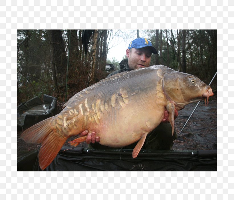 Salmon 09777 Animal Source Foods Carp, PNG, 700x700px, Salmon, Animal Source Foods, Bony Fish, Carp, Fish Download Free