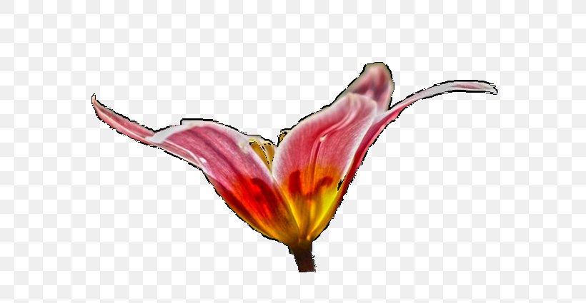Tulip Cut Flowers Petal, PNG, 681x425px, Tulip, Cut Flowers, Flower, Flowering Plant, Petal Download Free