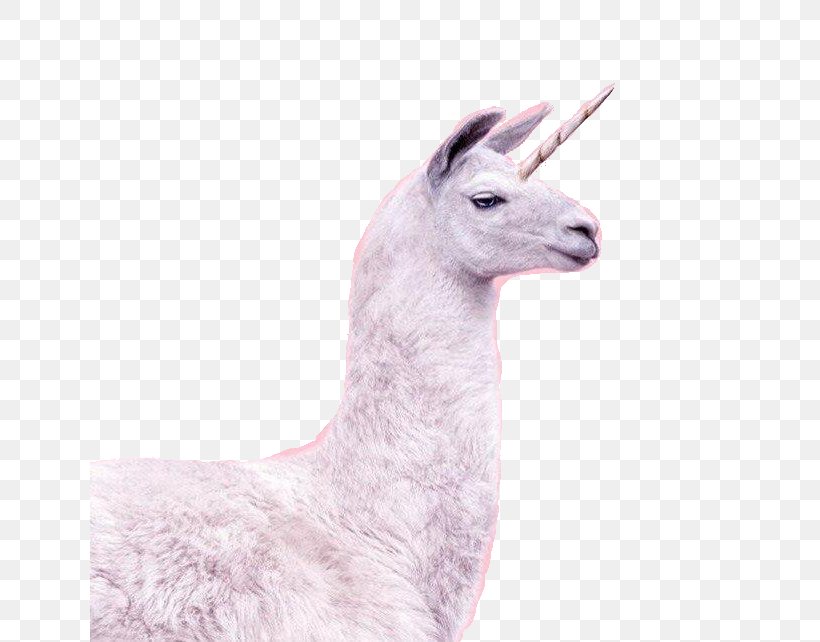 Unicorn Horn Llama Horse Invisible Pink Unicorn, PNG, 639x642px, Unicorn, Alpaca, Art, Camel Like Mammal, Goat Download Free