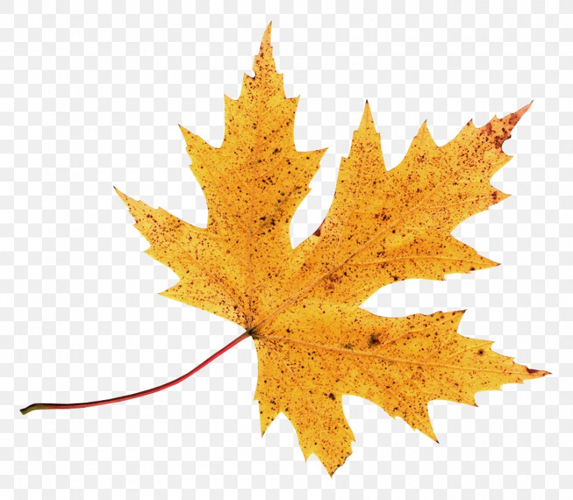 Autumn Leaf Color Clip Art, PNG, 900x786px, Autumn, Autumn Leaf Color, Brush, Drawing, Leaf Download Free