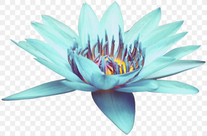 Blue Download, PNG, 2800x1847px, Blue, Aquatic Plant, Drawing, Flora, Flower Download Free