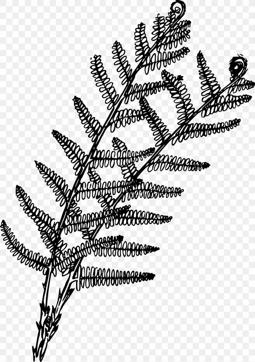 Fern Coloring Book Plant Drawing, PNG, 1355x1920px, Fern, Black And White, Book, Botany, Branch Download Free