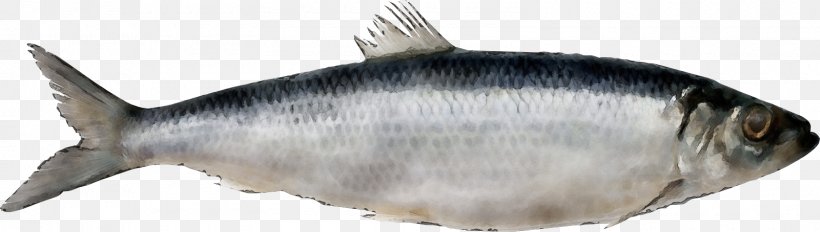 Fish Fish Fish Products Oily Fish Forage Fish, PNG, 1600x454px, Watercolor, Anchovy, Bonyfish, Fish, Fish Products Download Free