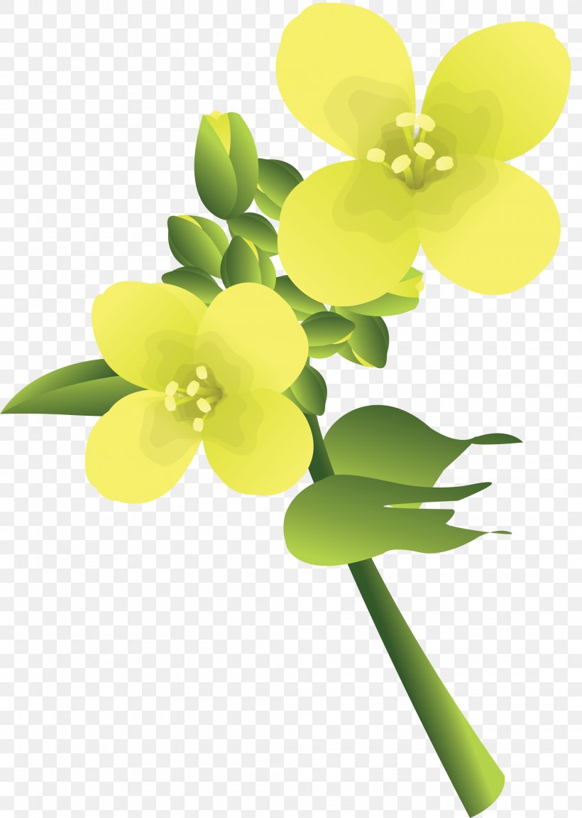 Flower Drawing, PNG, 2136x3000px, Flower, Art, Cartoon, Cut Flowers, Drawing Download Free