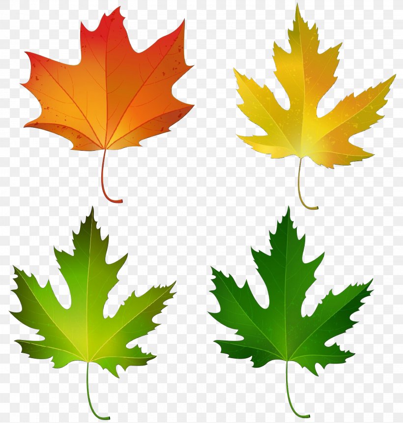 Maple Leaf, PNG, 2854x3000px, Cartoon, Black Maple, Leaf, Maple, Maple Leaf Download Free