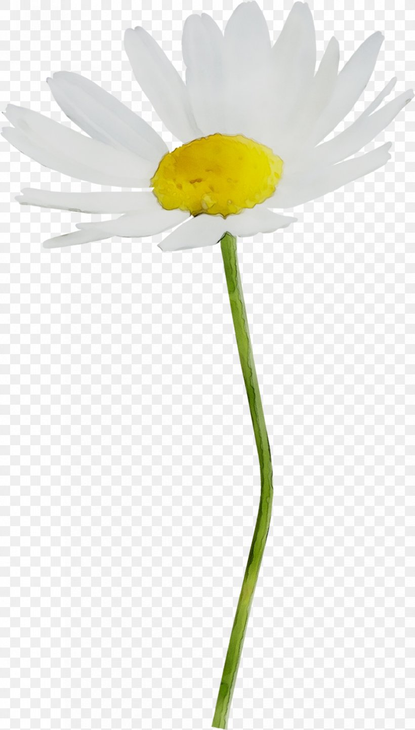 Oxeye Daisy Yellow Plant Stem Plants, PNG, 825x1452px, Oxeye Daisy, Botany, Camomile, Chamaemelum Nobile, Chamomile Download Free