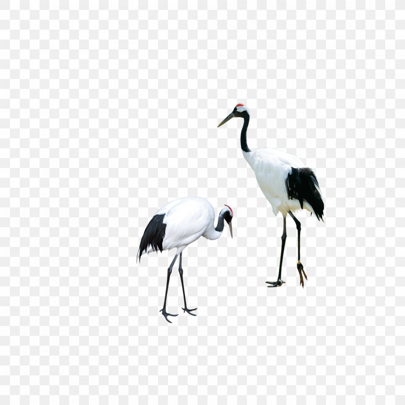 Red-crowned Crane Bird Siberian Crane, PNG, 2000x2000px, Crane, Beak, Bird, Ciconiiformes, Common Crane Download Free