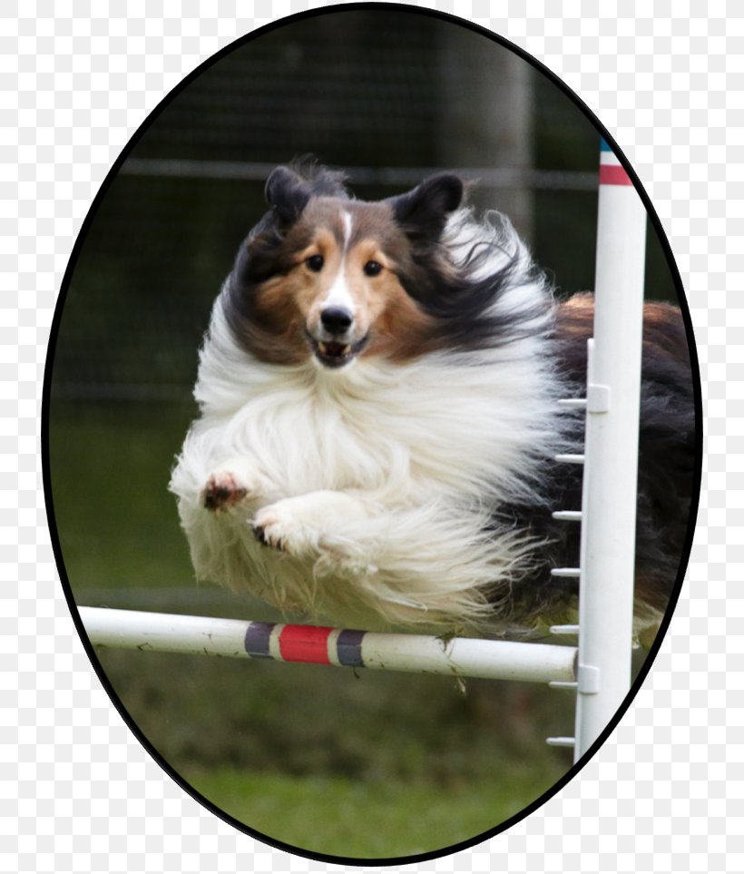 Rough Collie Border Collie Shetland Sheepdog Australian Shepherd English Shepherd, PNG, 734x963px, Rough Collie, Australian Shepherd, Border Collie, Breed, Collie Download Free