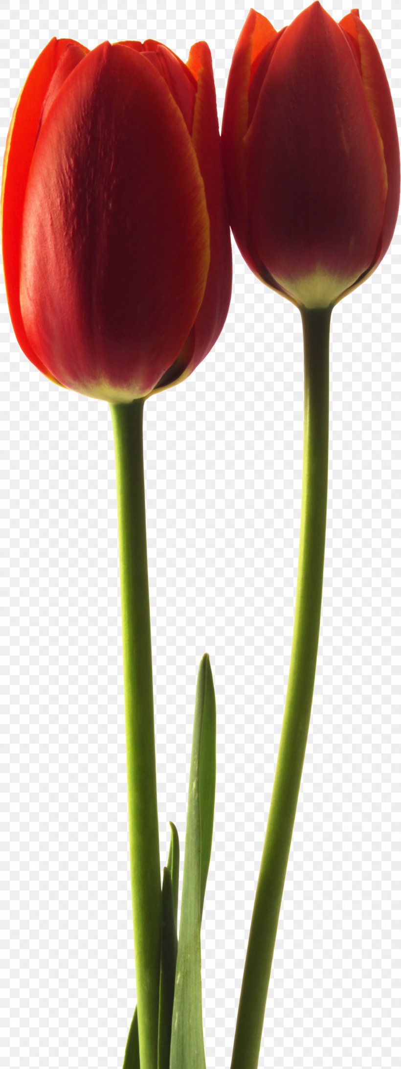 Tulip Plant Stem Puthandu Bud Petal, PNG, 1310x3492px, Tulip, Bud, Close Up, Closeup, Flower Download Free